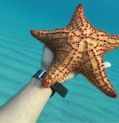 Oreaster reticulatus