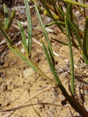 Acacia bynoeana