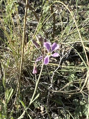 Hesperidanthus linearifolius