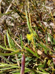 Acacia bynoeana