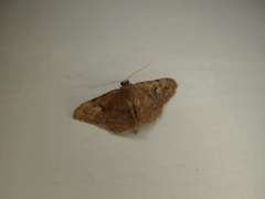 Idaea cellifimbria