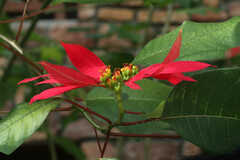 Euphorbia pulcherrima