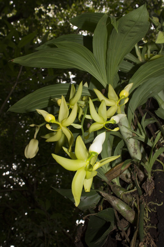 Cycnoches ventricosum, photograph 5