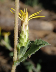 Hazardia whitneyi whitneyi