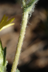 Hazardia whitneyi whitneyi
