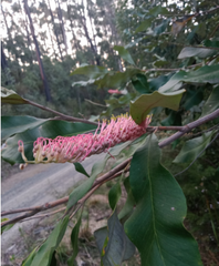 Grevillea barklyana