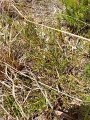 Acacia bynoeana