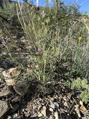 Hesperidanthus linearifolius