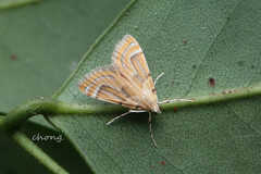 Cataclysta marginipuncta