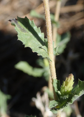 Hazardia whitneyi whitneyi
