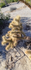 Cylindropuntia echinocarpa