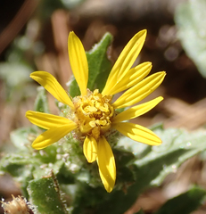 Hazardia whitneyi whitneyi