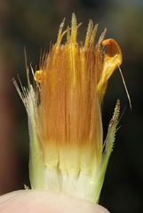 Hazardia whitneyi whitneyi