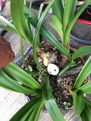 Phragmipedium longifolium
