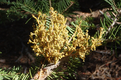 Arceuthobium abietinum