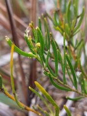 Acacia bynoeana