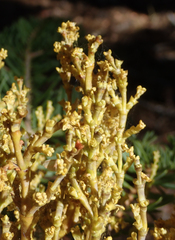 Arceuthobium abietinum