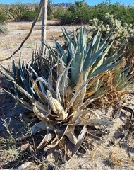 Agave deserti