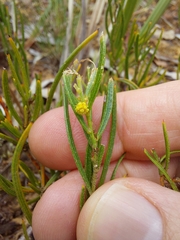 Acacia bynoeana