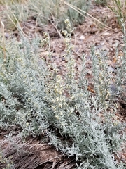 Artemisia carruthii