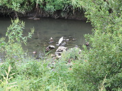 Ardea alba