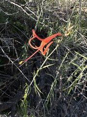 Anisacanthus linearis