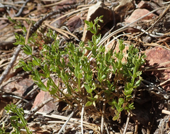 Galium bolanderi