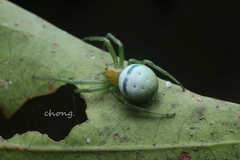 Aoaraneus pentagrammicus