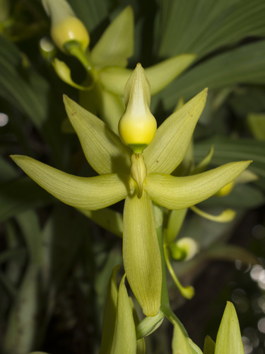 Cycnoches ventricosum, photograph 4