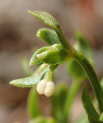 Galium bolanderi