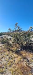 Cylindropuntia