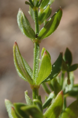 Galium bolanderi