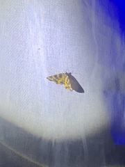 Lepidoptera