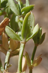 Galium bolanderi
