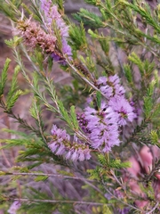 Melaleuca diosmatifolia
