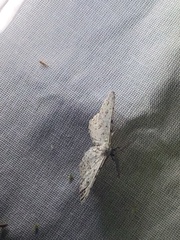 Lepidoptera