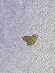 Lepidoptera