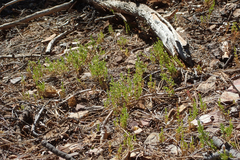 Galium bolanderi