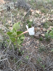 Mandevilla macrosiphon