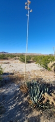 Agave deserti