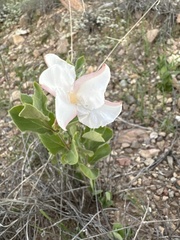 Mandevilla macrosiphon
