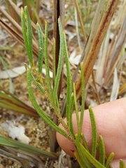 Acacia bynoeana