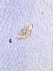 Lepidoptera
