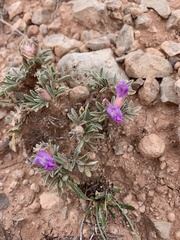 Oxytropis oreophila