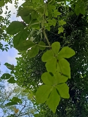 Tetrastigma obtectum glabrum