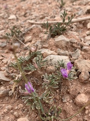 Oxytropis oreophila