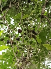 Tetrastigma obtectum glabrum