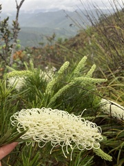 Grevillea exul