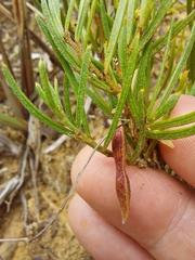 Acacia bynoeana