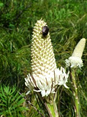 Holcostethus tristis